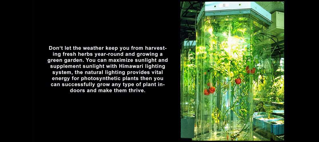 Indoor herb cultivation using Himawari daylighting system
