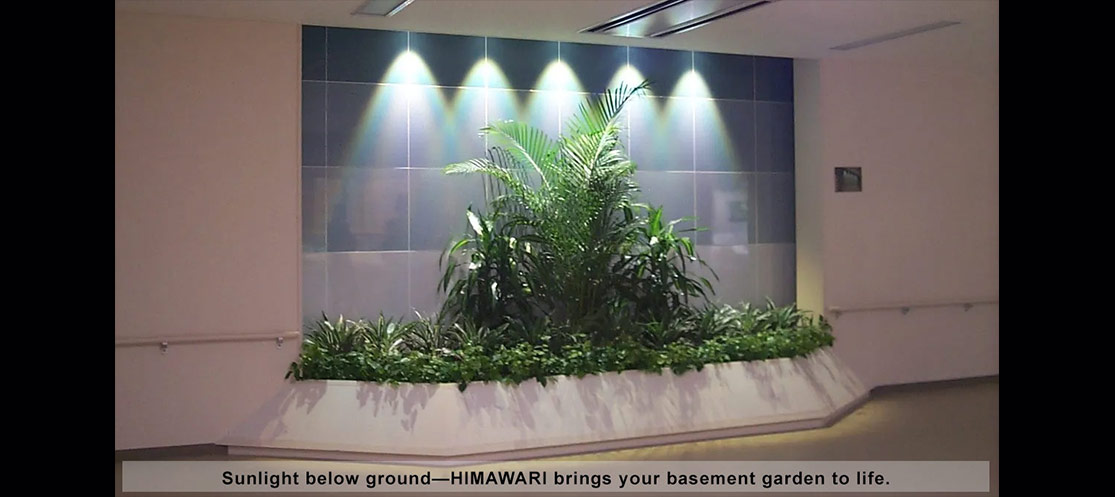 Basement garden illuminated with Himawari natural solar lighting